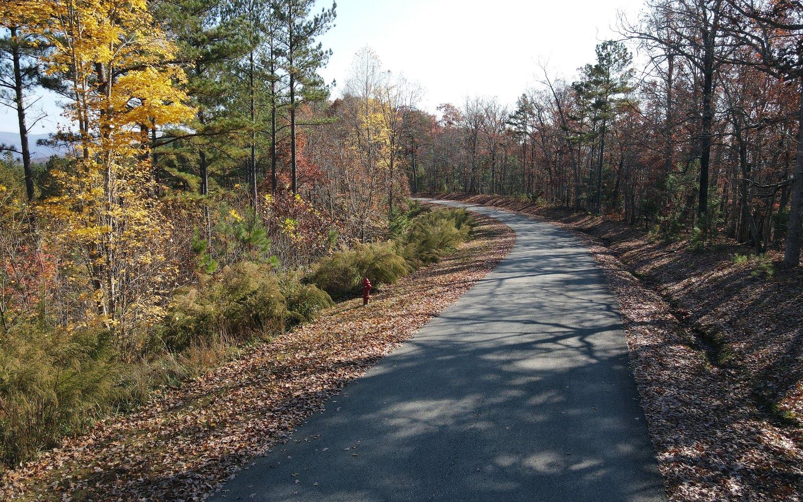 a view of a forest with trees in the background