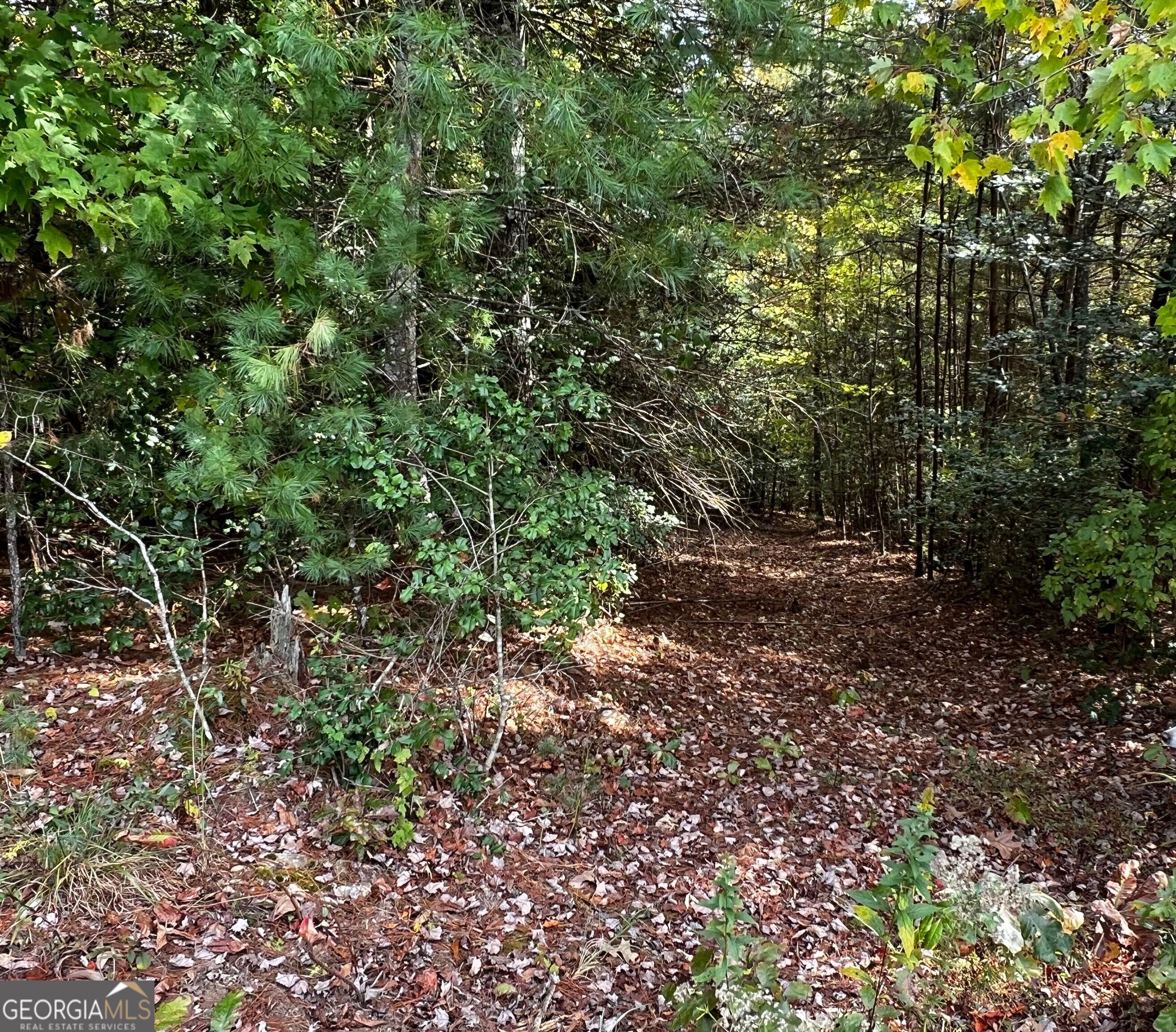 a view of a forest with lots of trees