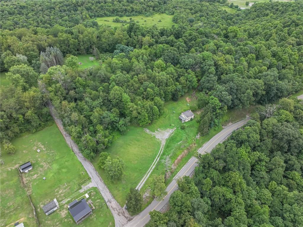 a lush green forest with lots of trees