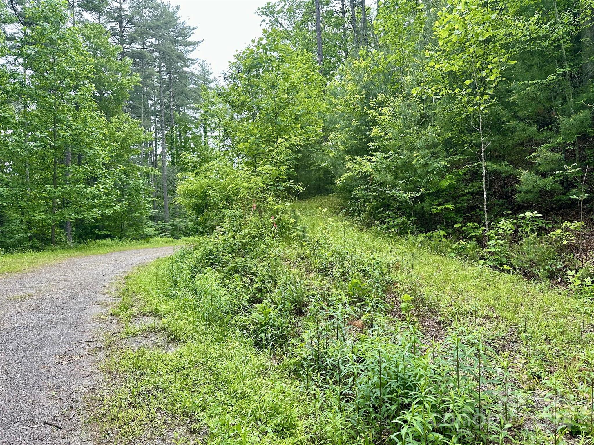 a view of a lush green forest