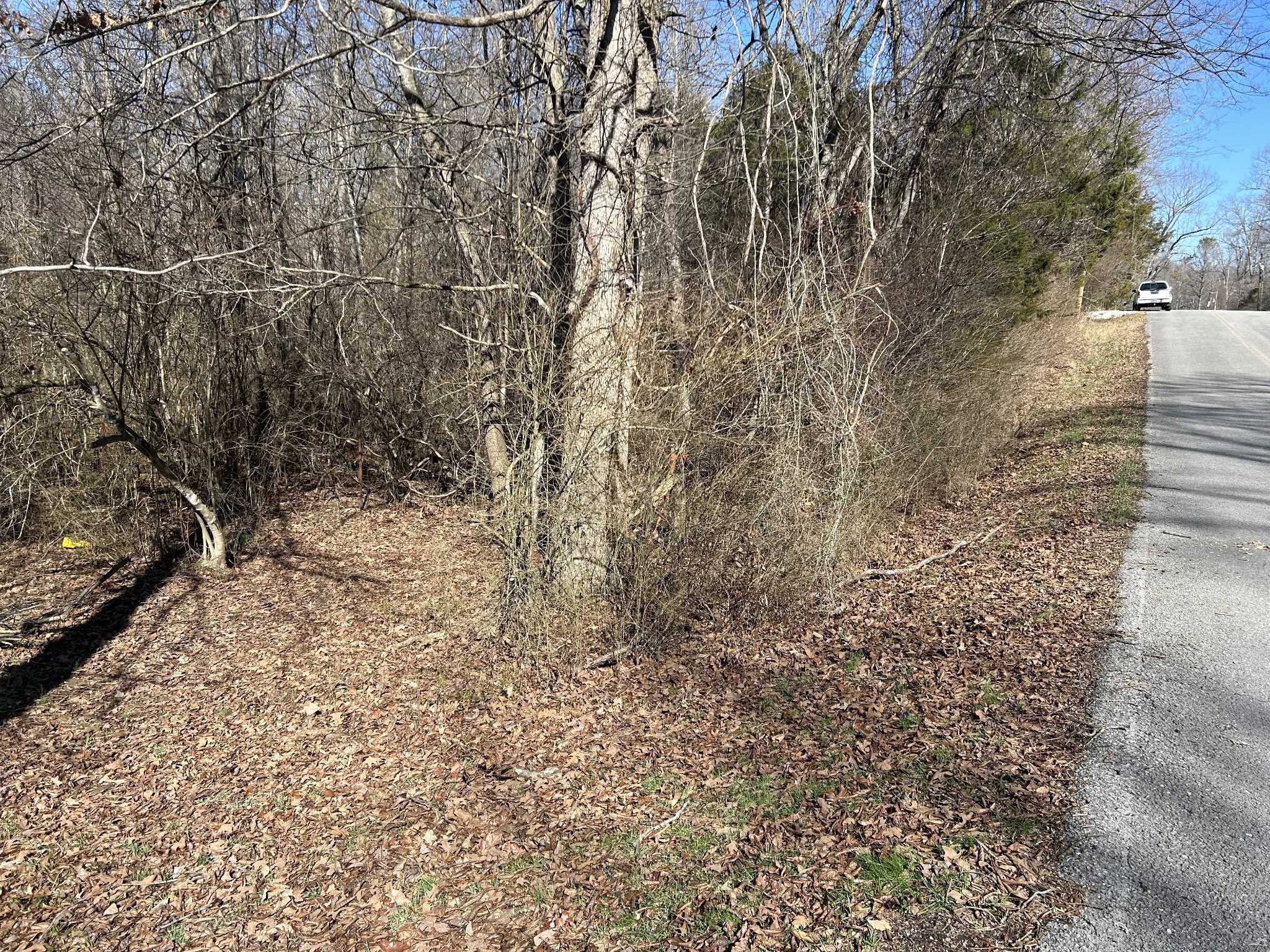 a view of a yard with a tree