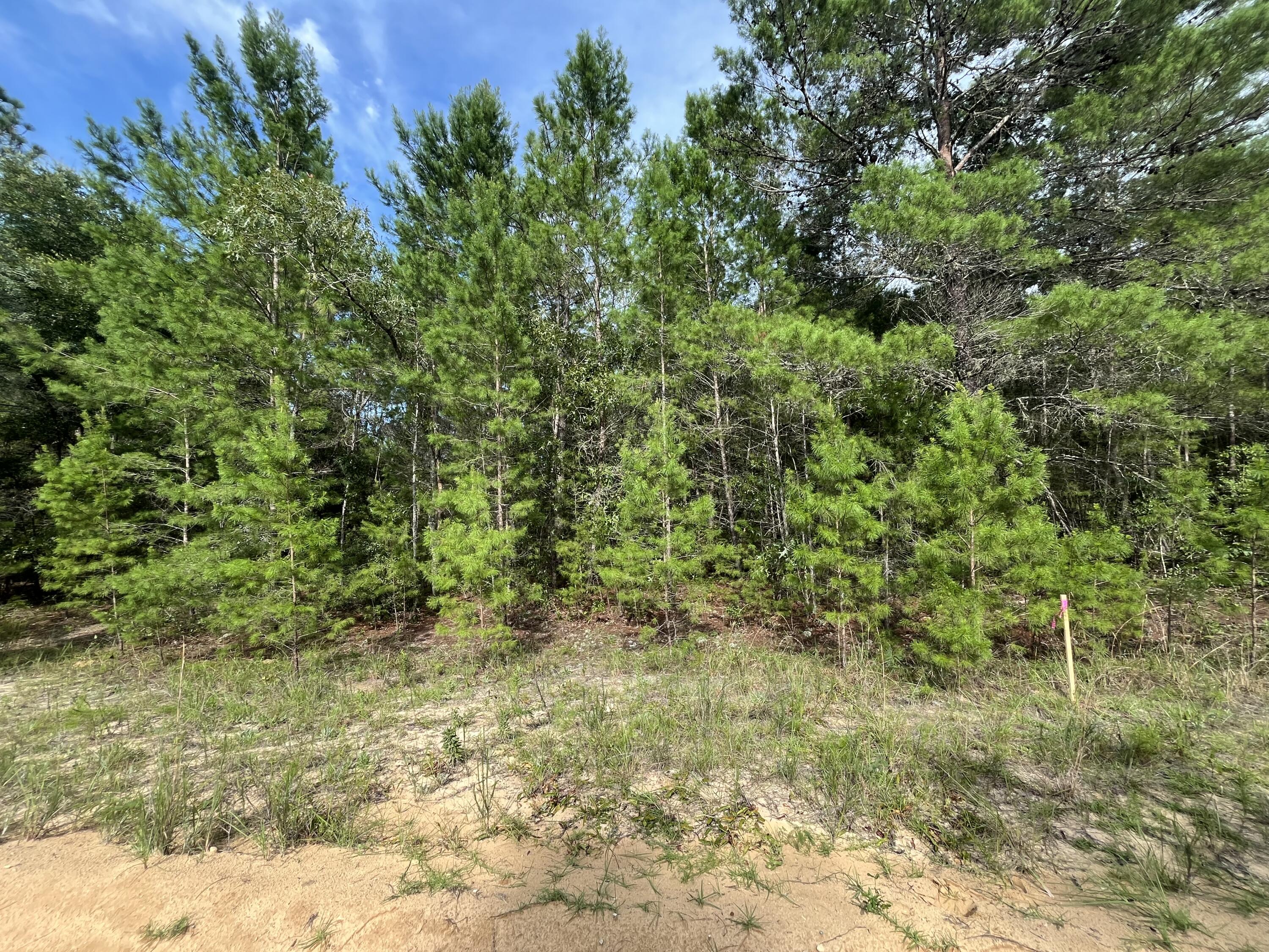 a view of a yard with a tree