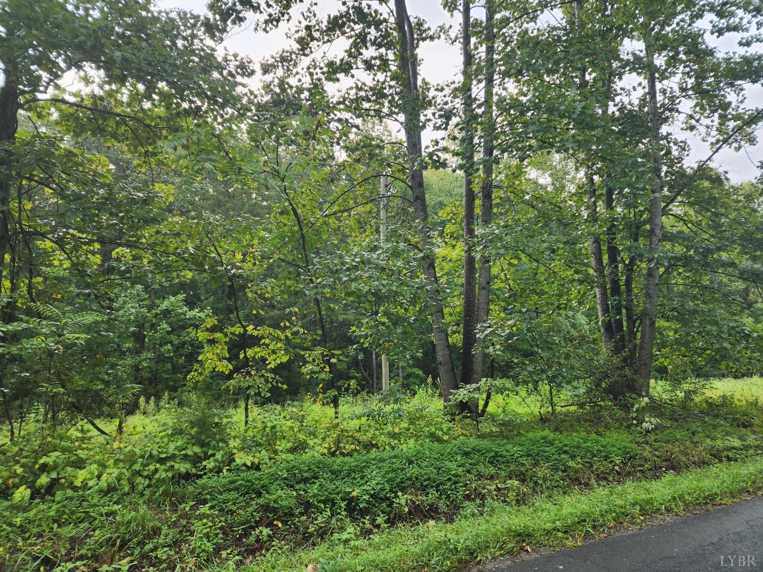 a view of a lush green forest