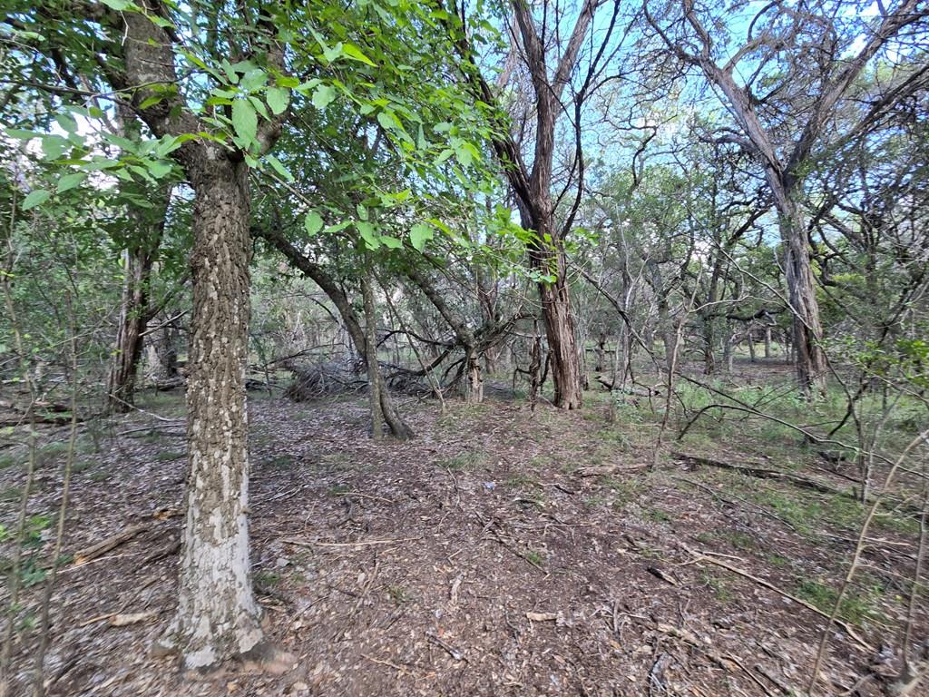 a view of a forest filled with trees