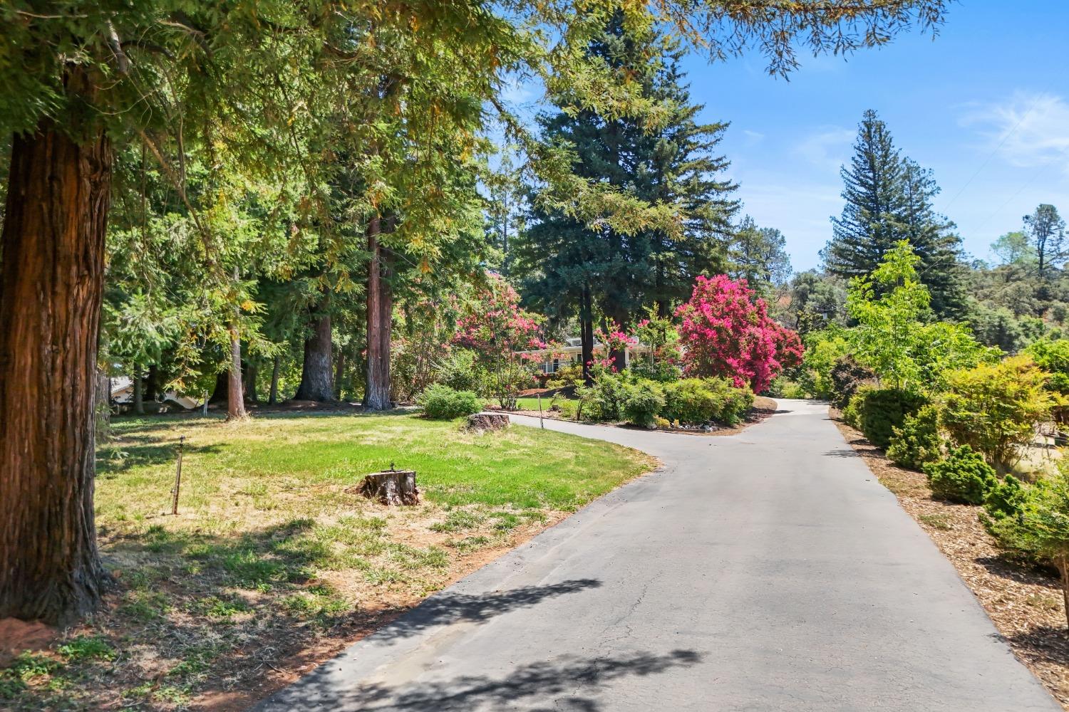 a view of a park with large trees