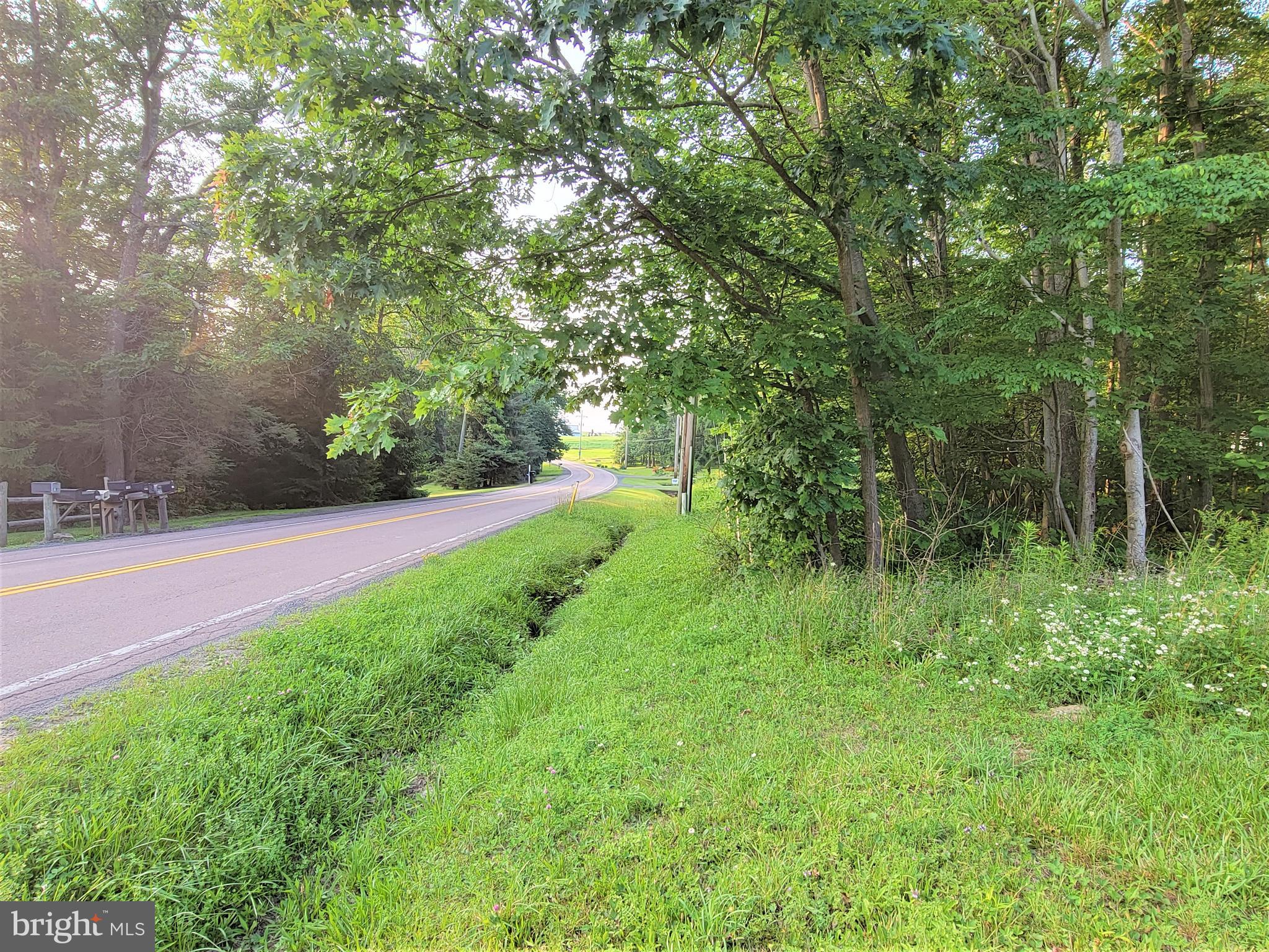 a view of a yard with large trees