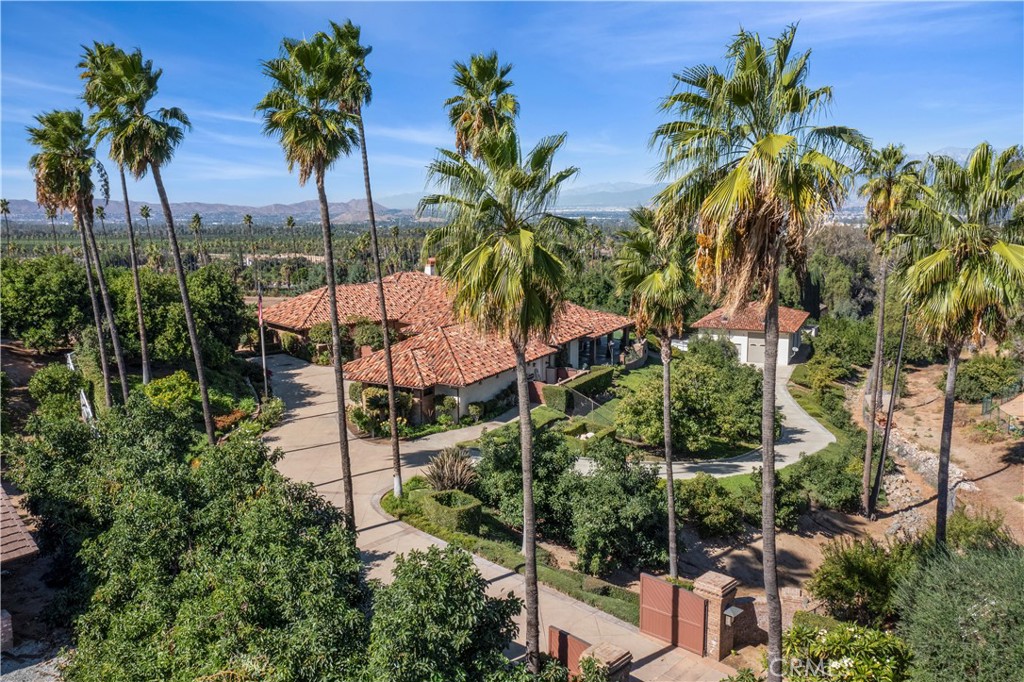 a view of a palm tree with a palm tree