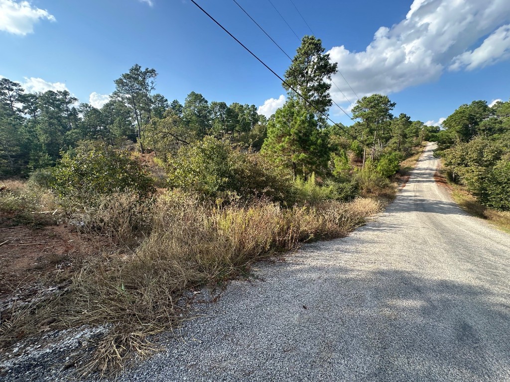 a picture of trees with side of street