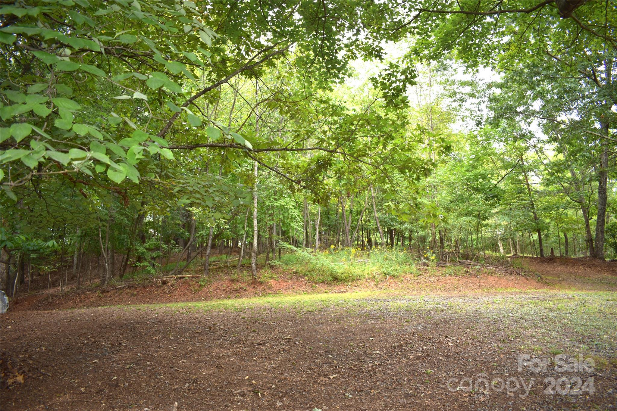 a view of a tree in a yard