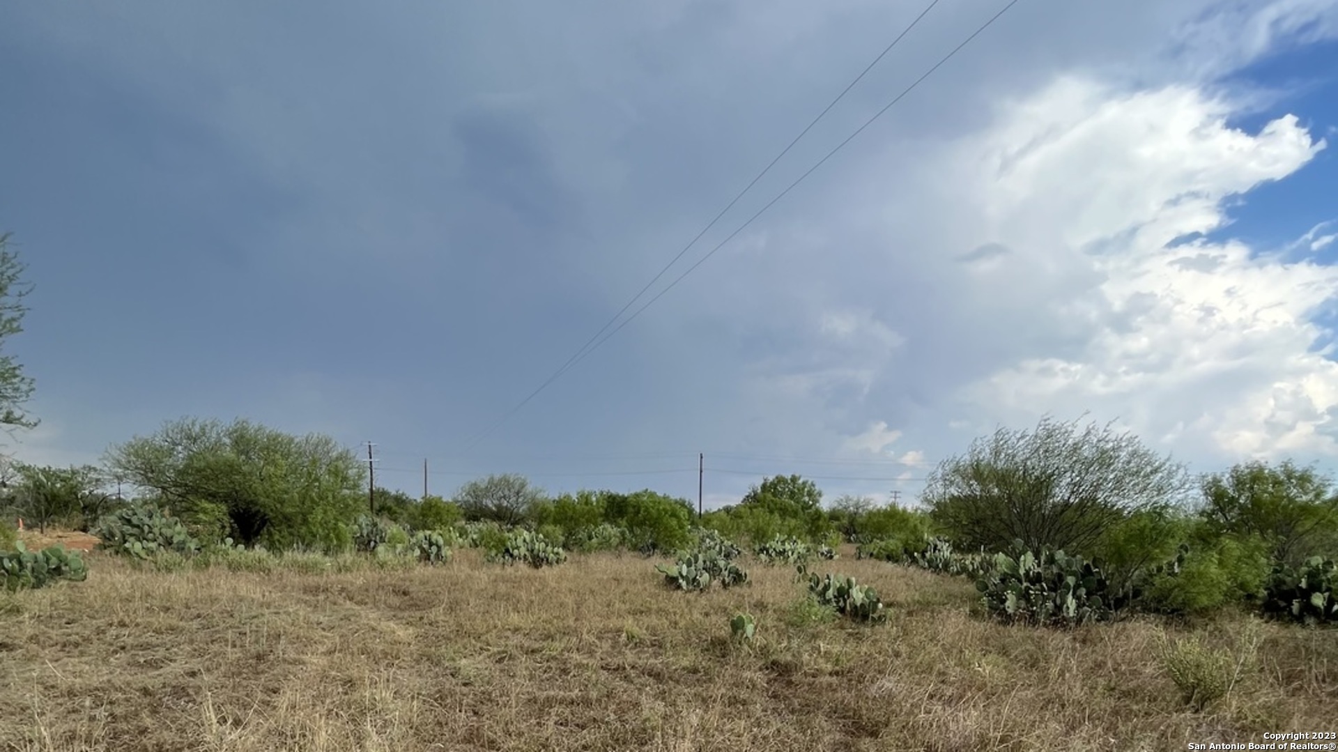 a view of a dry yard with plants and a large tree