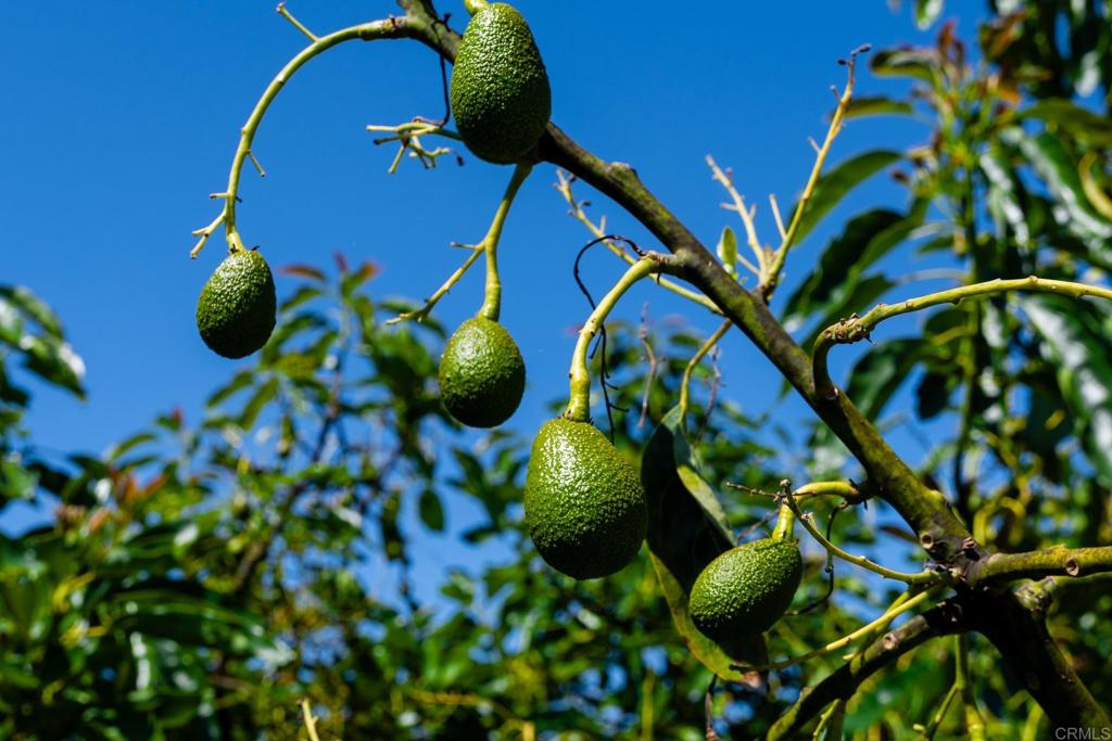 a bird view of a tree