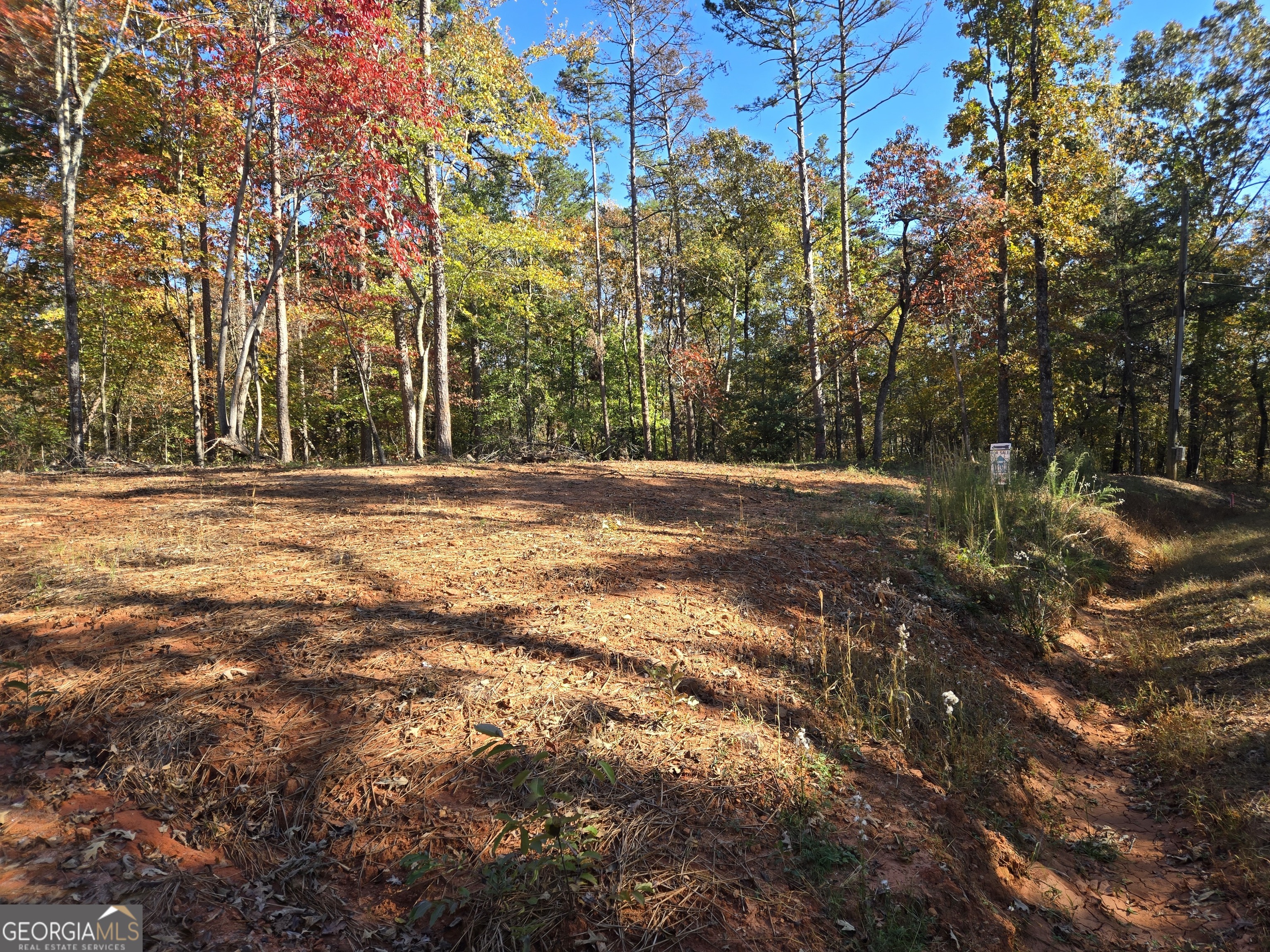 a view of a yard with a trees