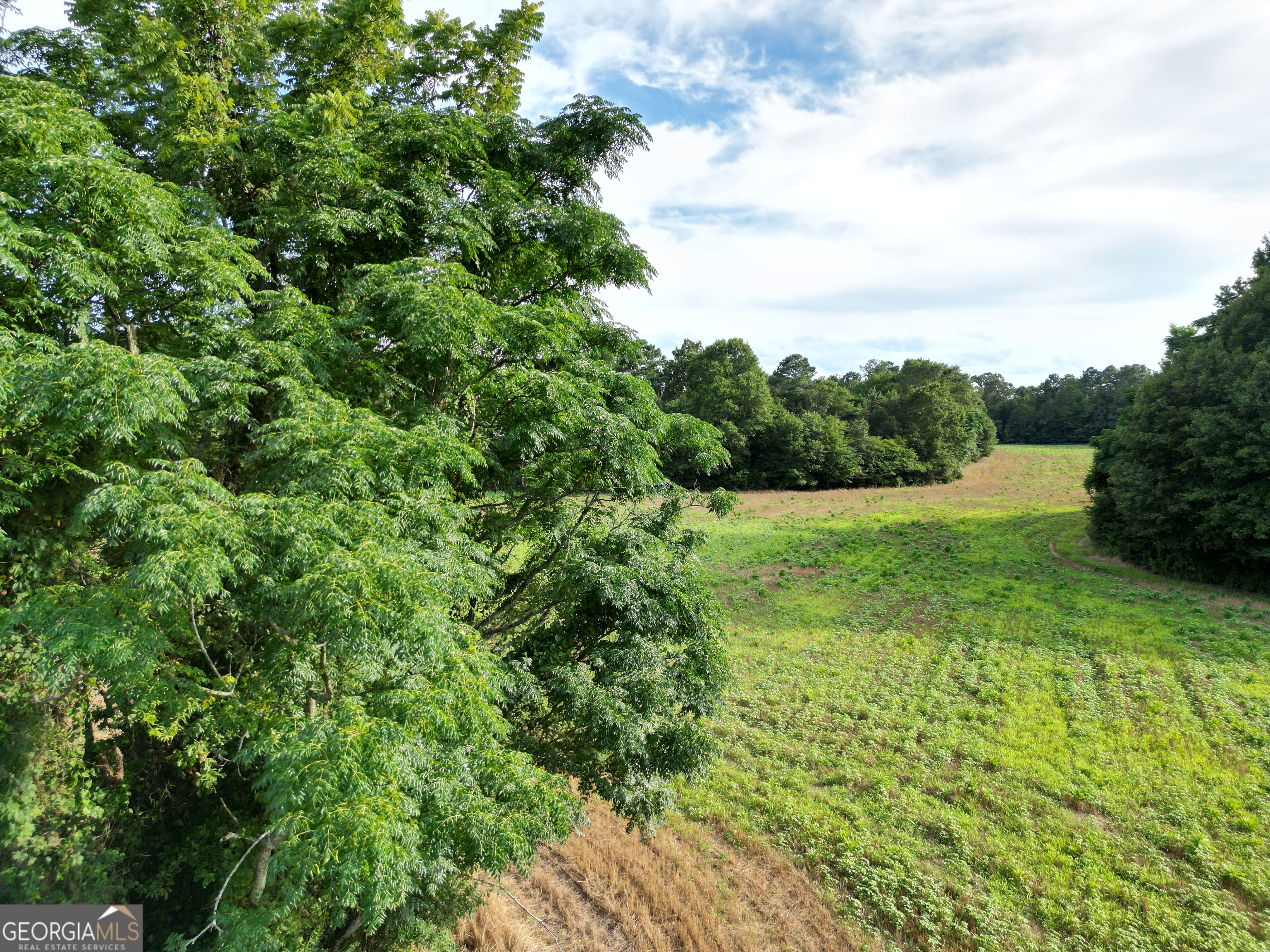 a view of a big yard with plants and a large tree