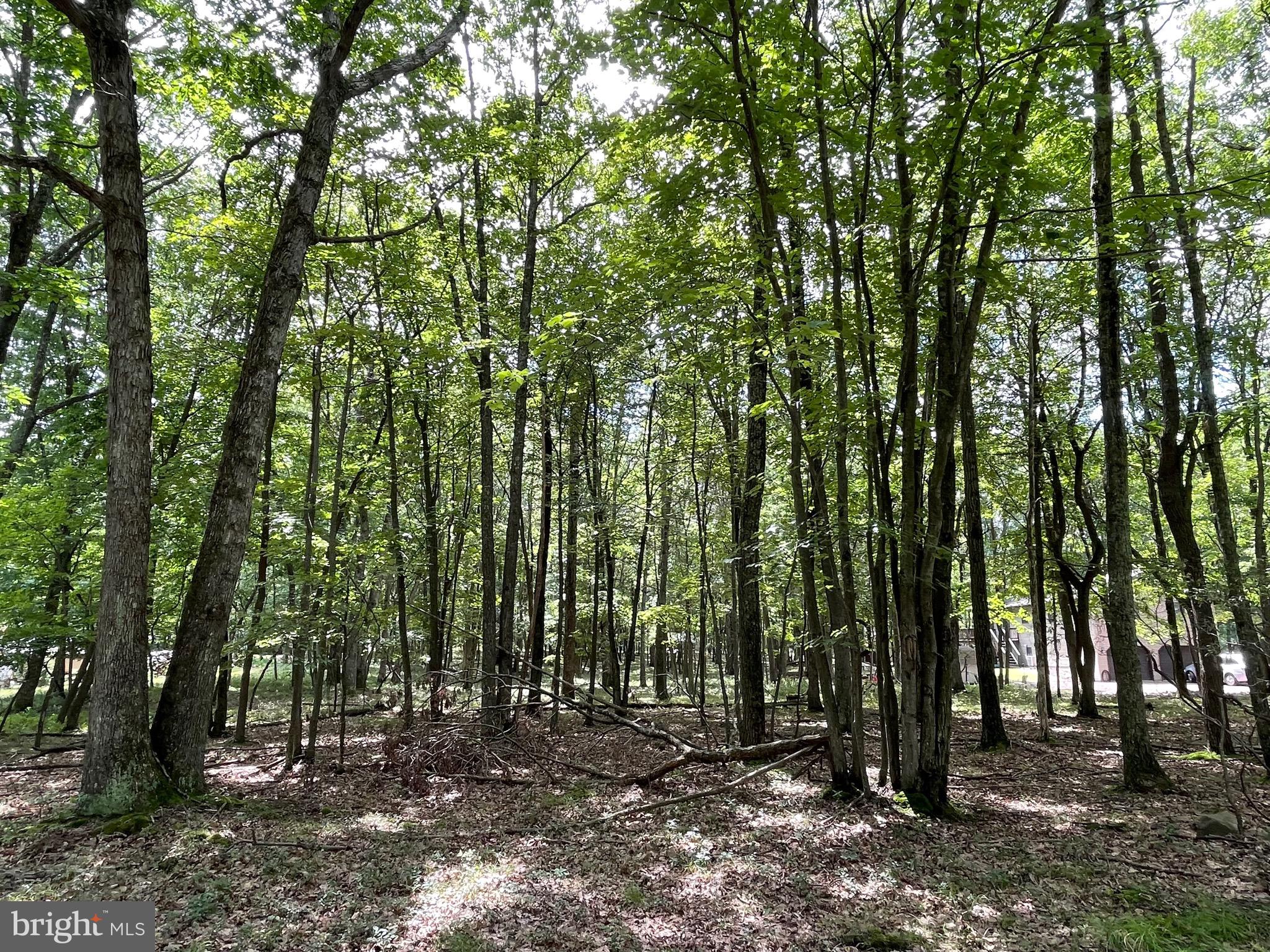 a view of outdoor space and trees