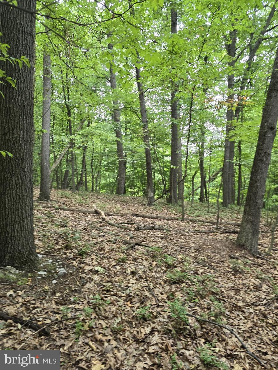 a view of outdoor space and trees