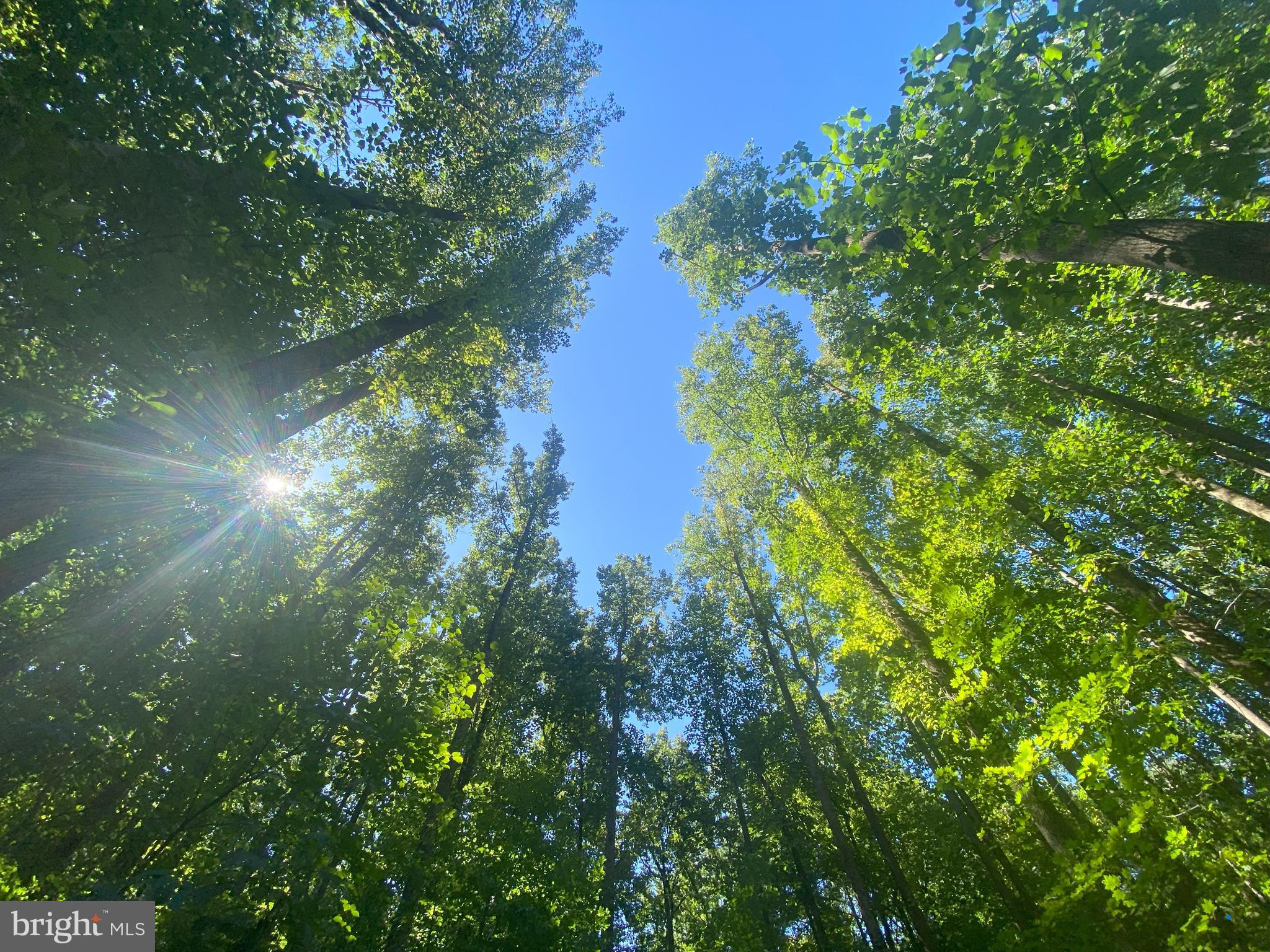 a view of a tree in a yard