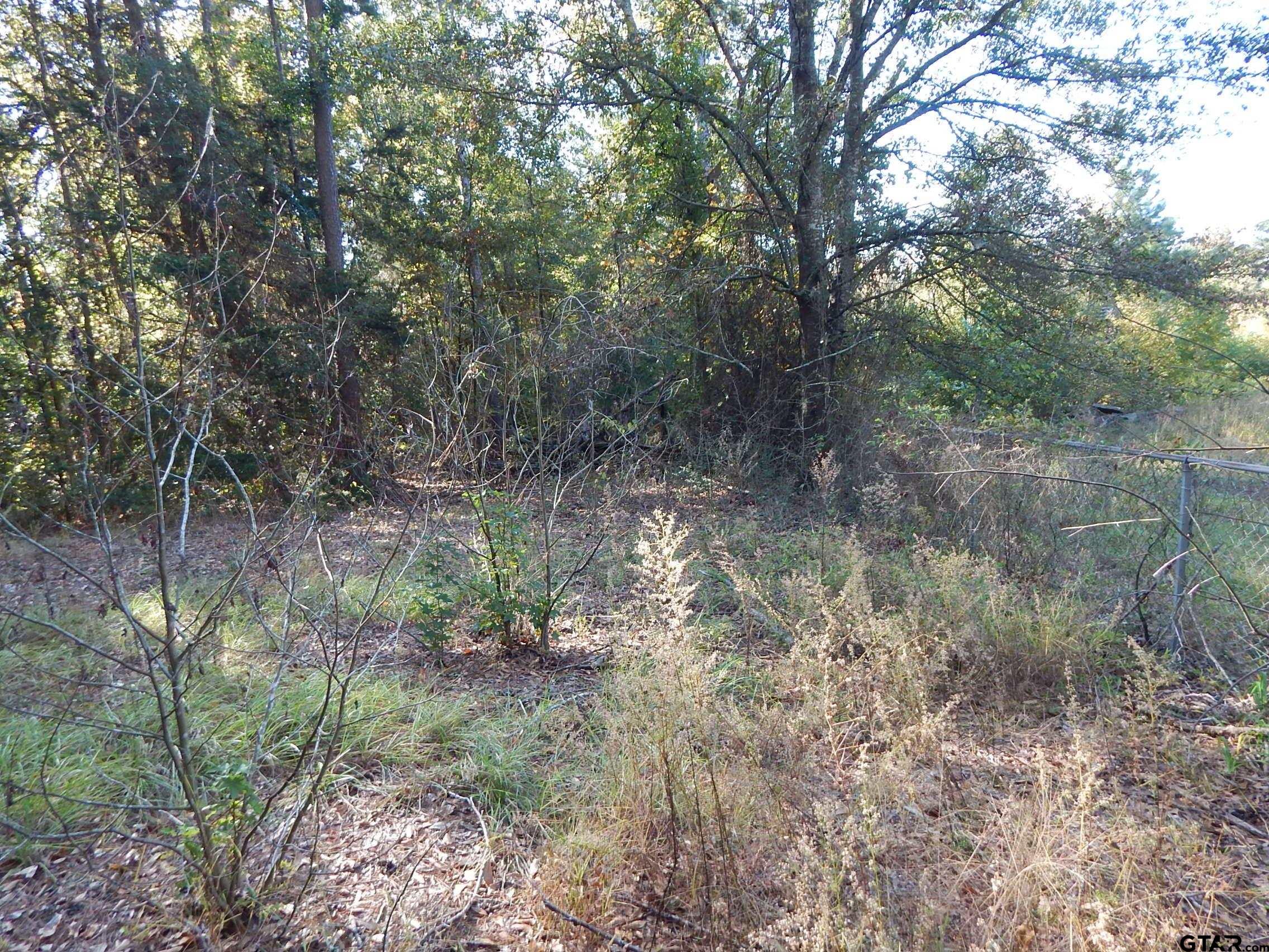 a view of a forest filled with trees