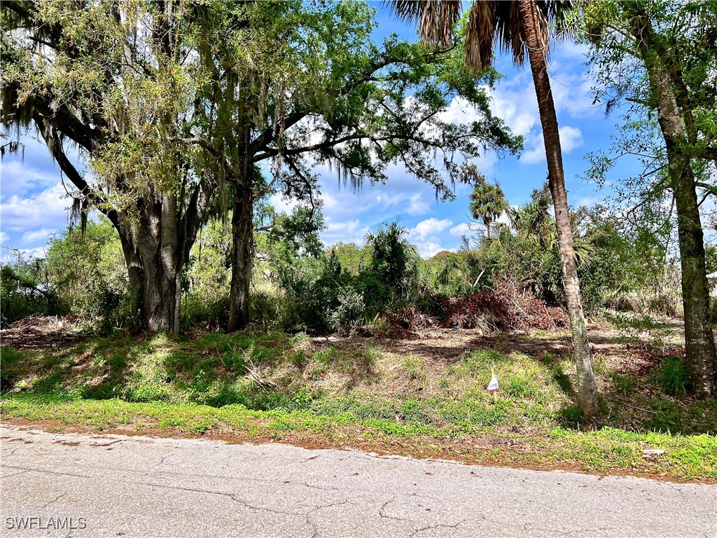 a view of a yard with plants and large trees