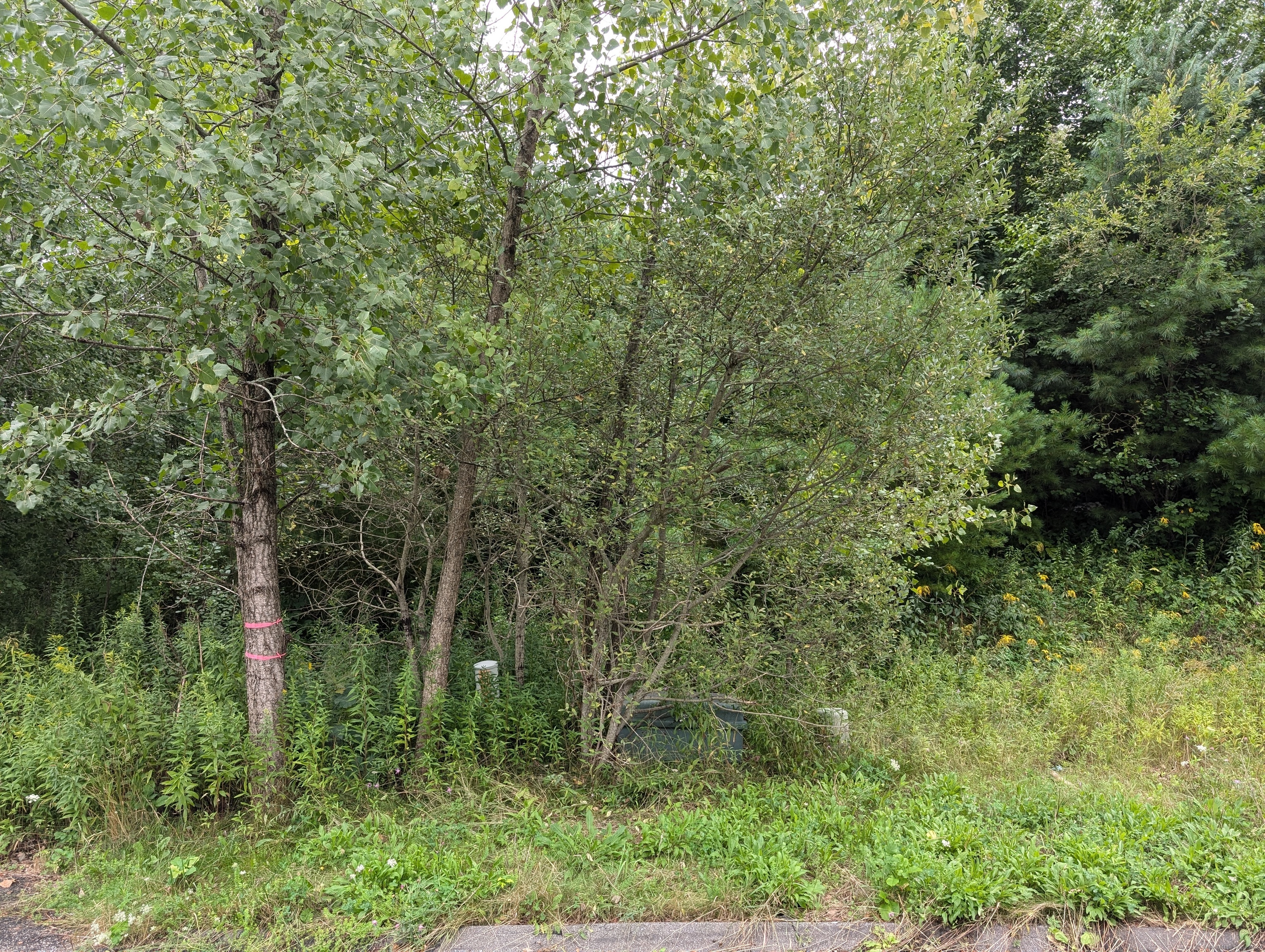 a view of a forest with trees in the background