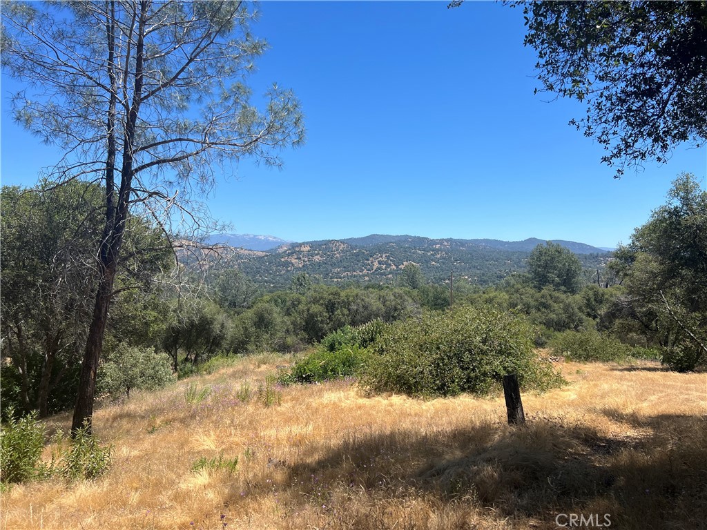 a view of a forest with trees in the background