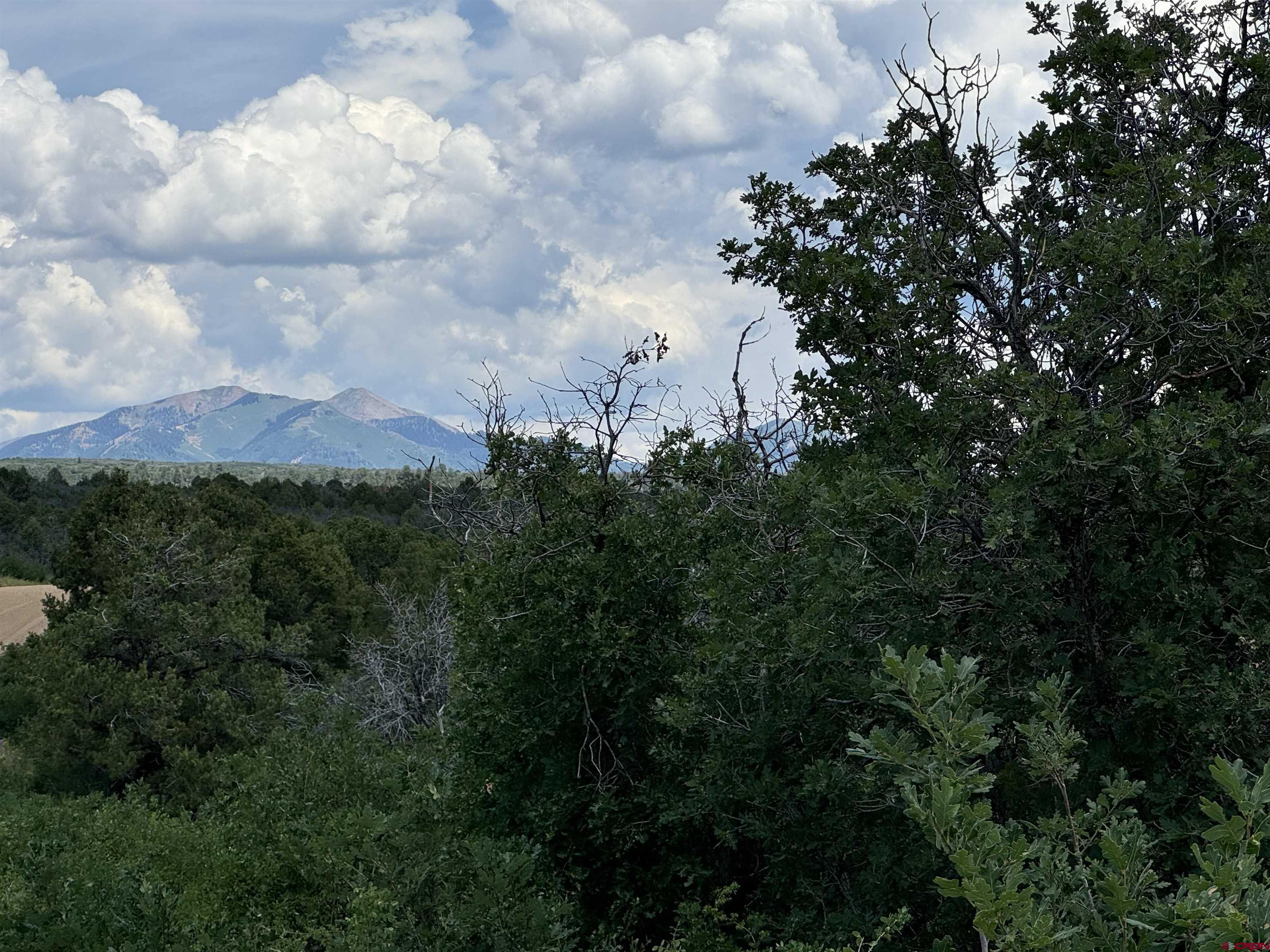 a view of a bunch of trees