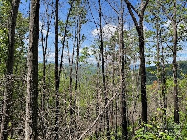 a view of a forest