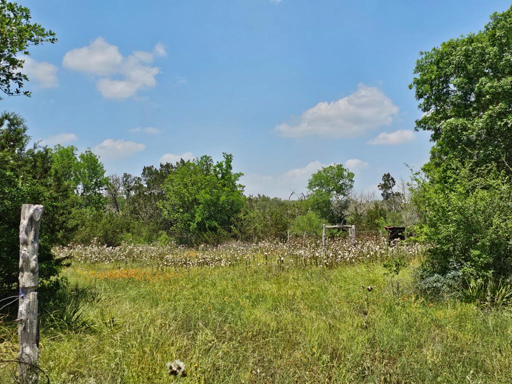 a view of a bunch of trees in a field