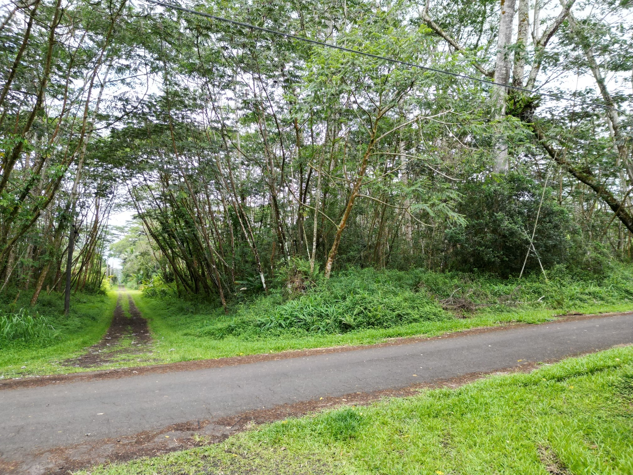 a view of a yard with plants and a large tree