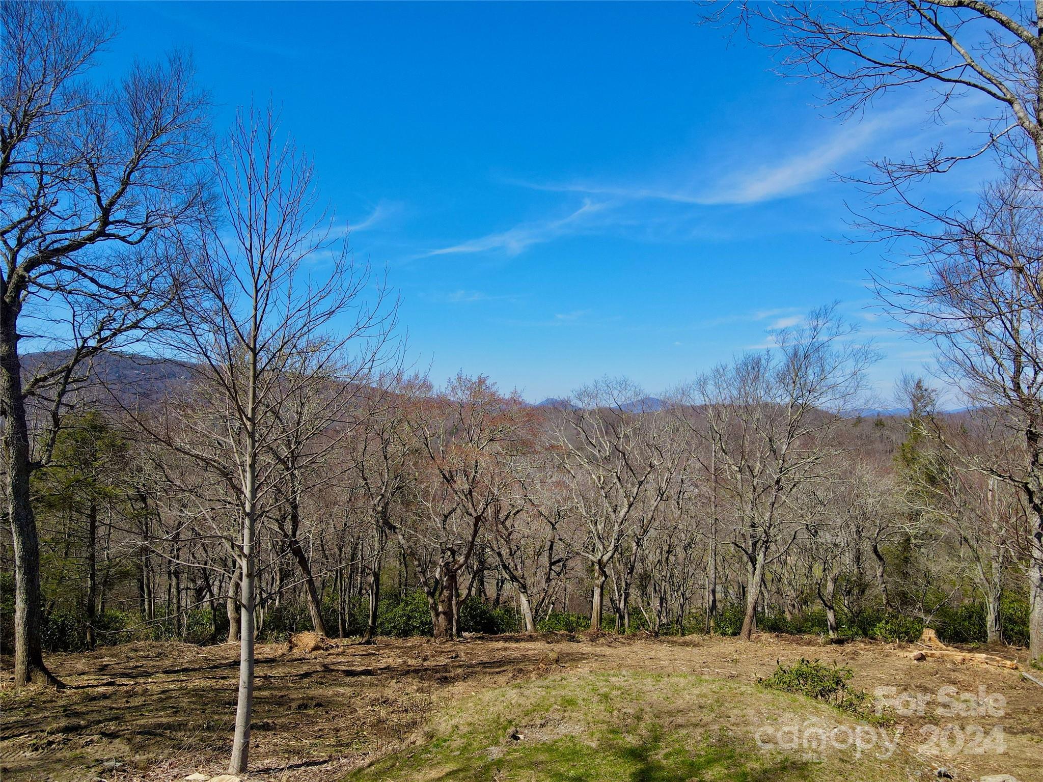 a view of a yard with a tree