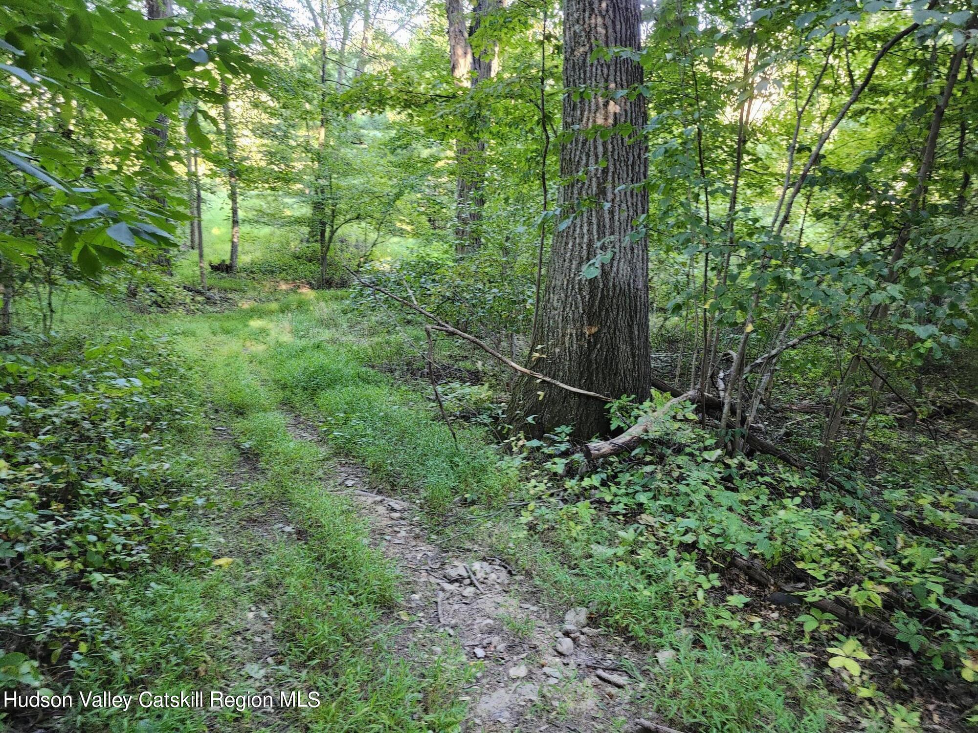 a view of a forest with trees