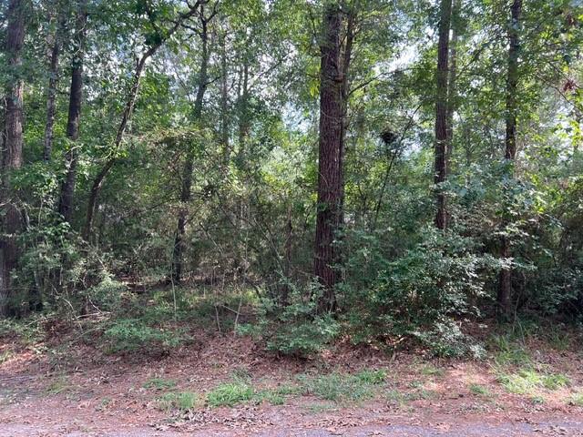 a view of a forest that has large trees