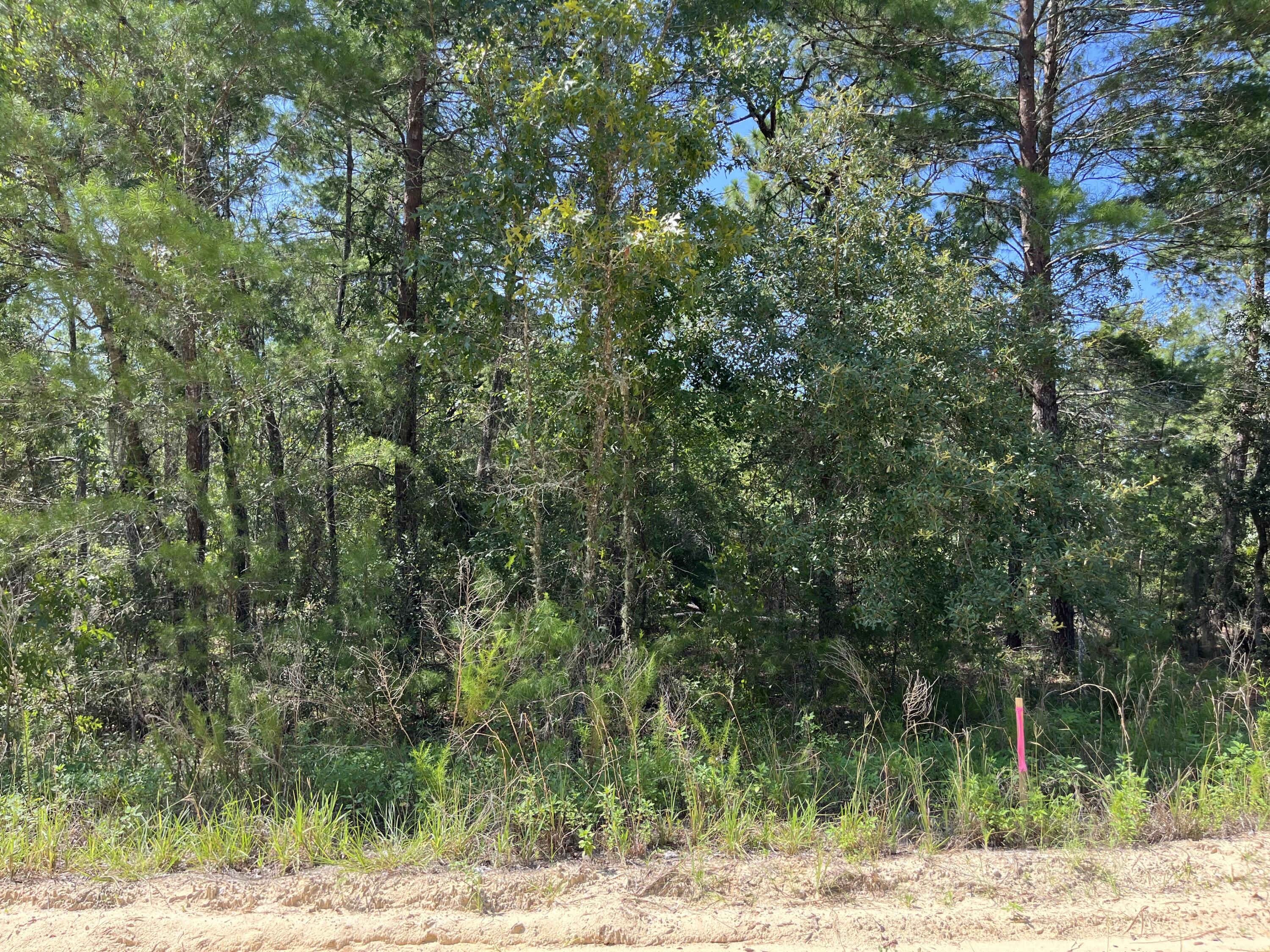 a view of a yard with plants