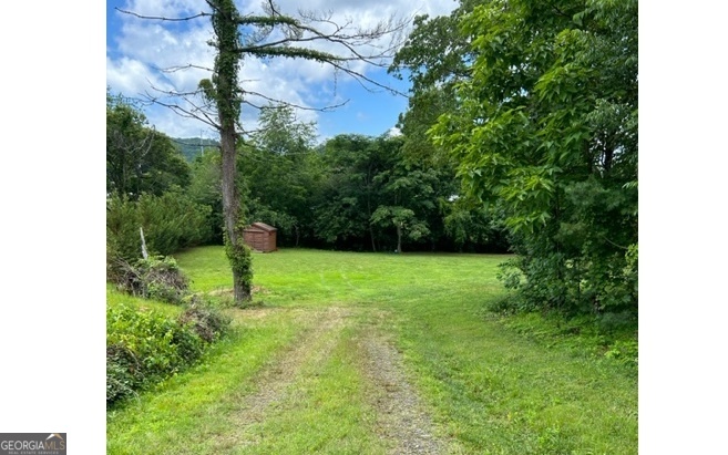 a view of a yard with plants and a large tree