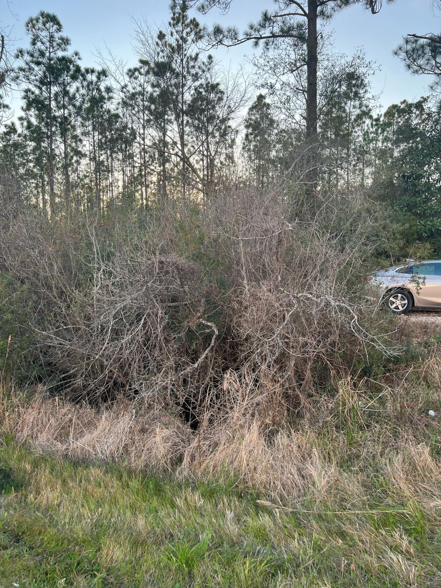 a view of a forest with a tree