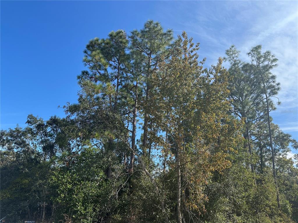 a view of a tree with a yard