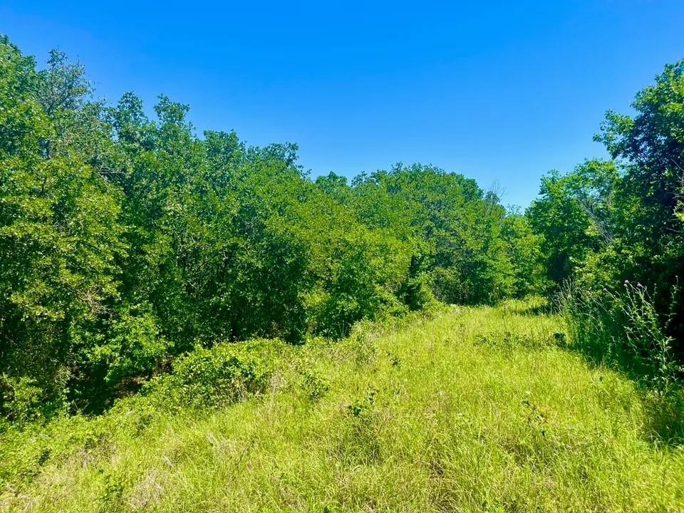 a view of a lush green space