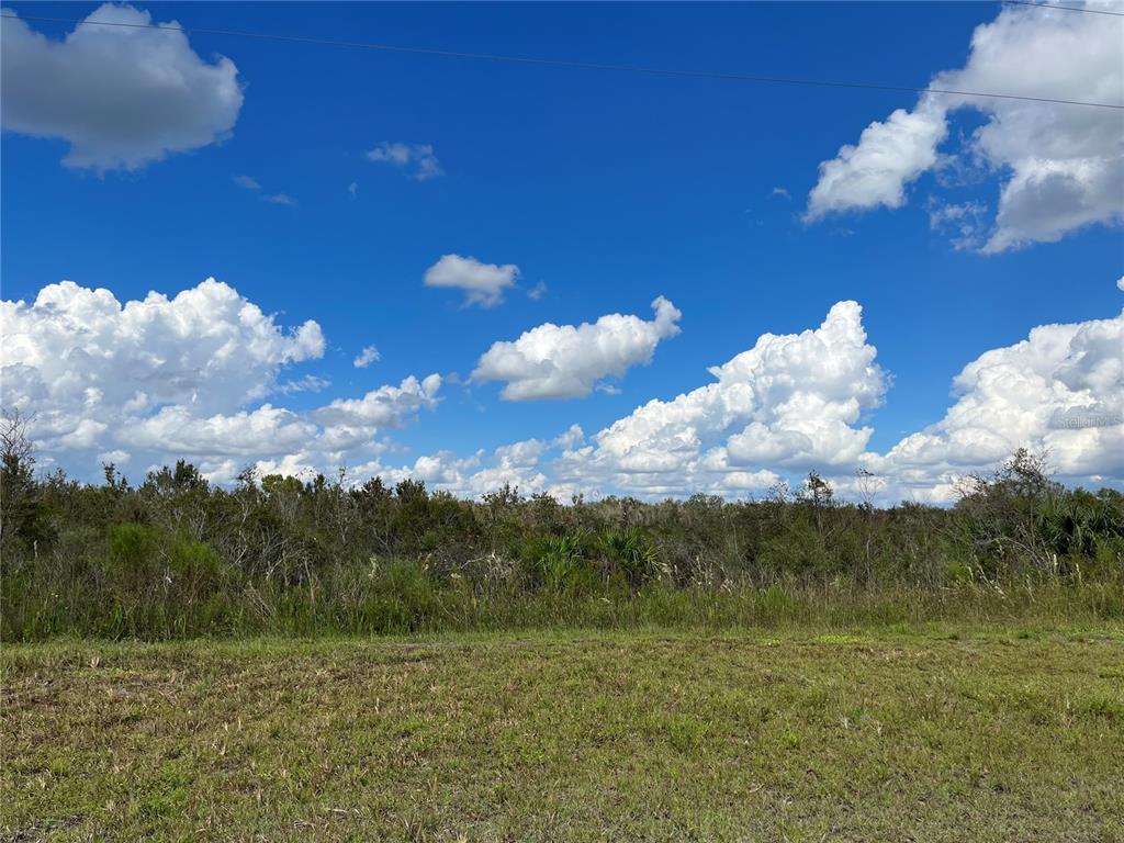 a view of a bunch of trees in middle of outdoor space