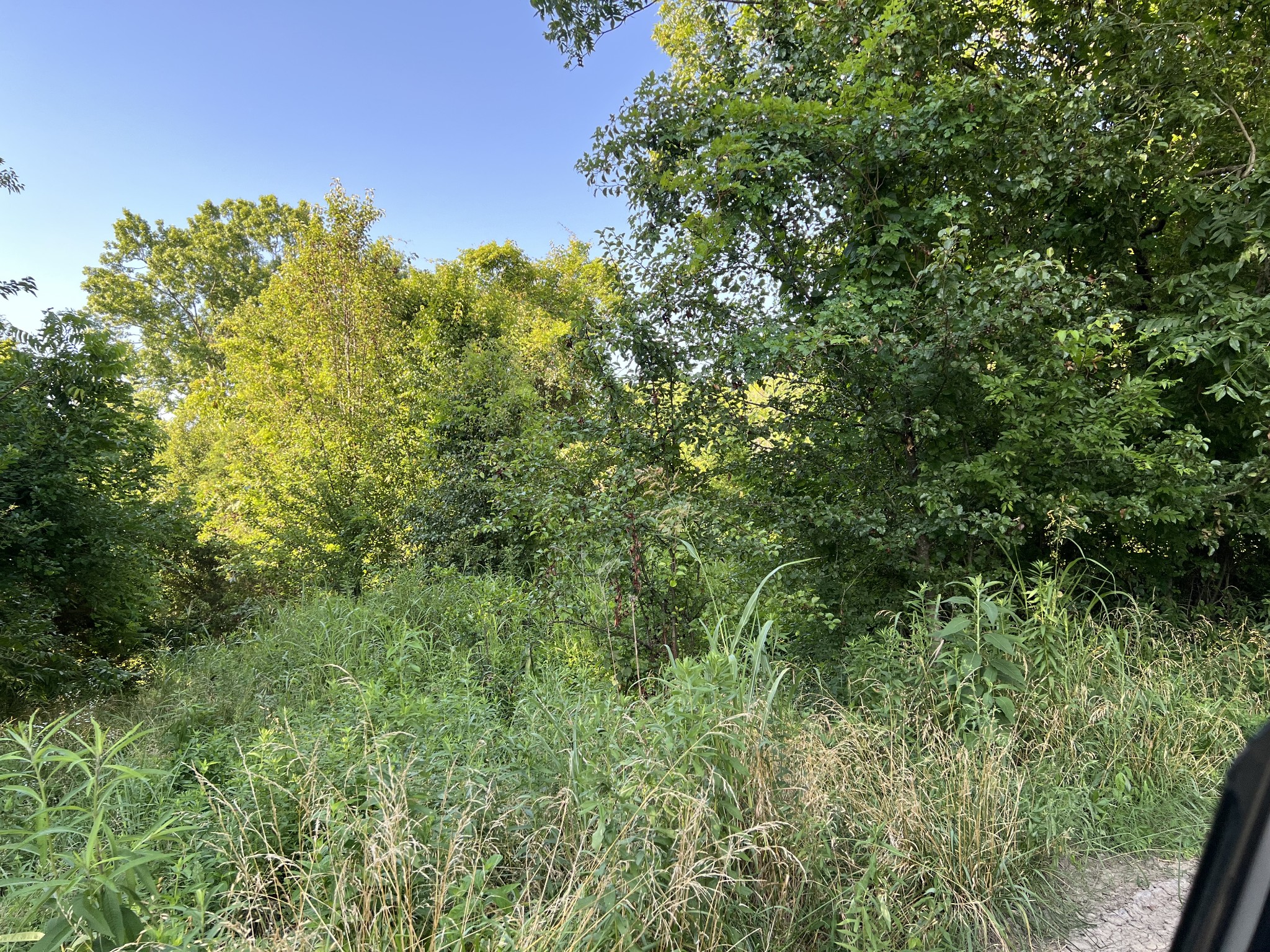 a view of a lush green forest