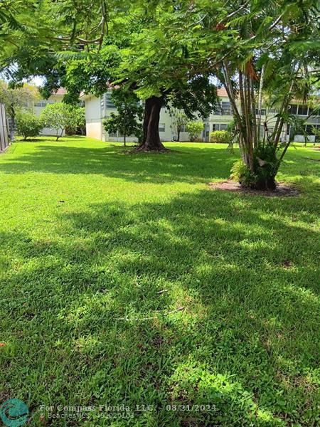 a view of backyard with large trees