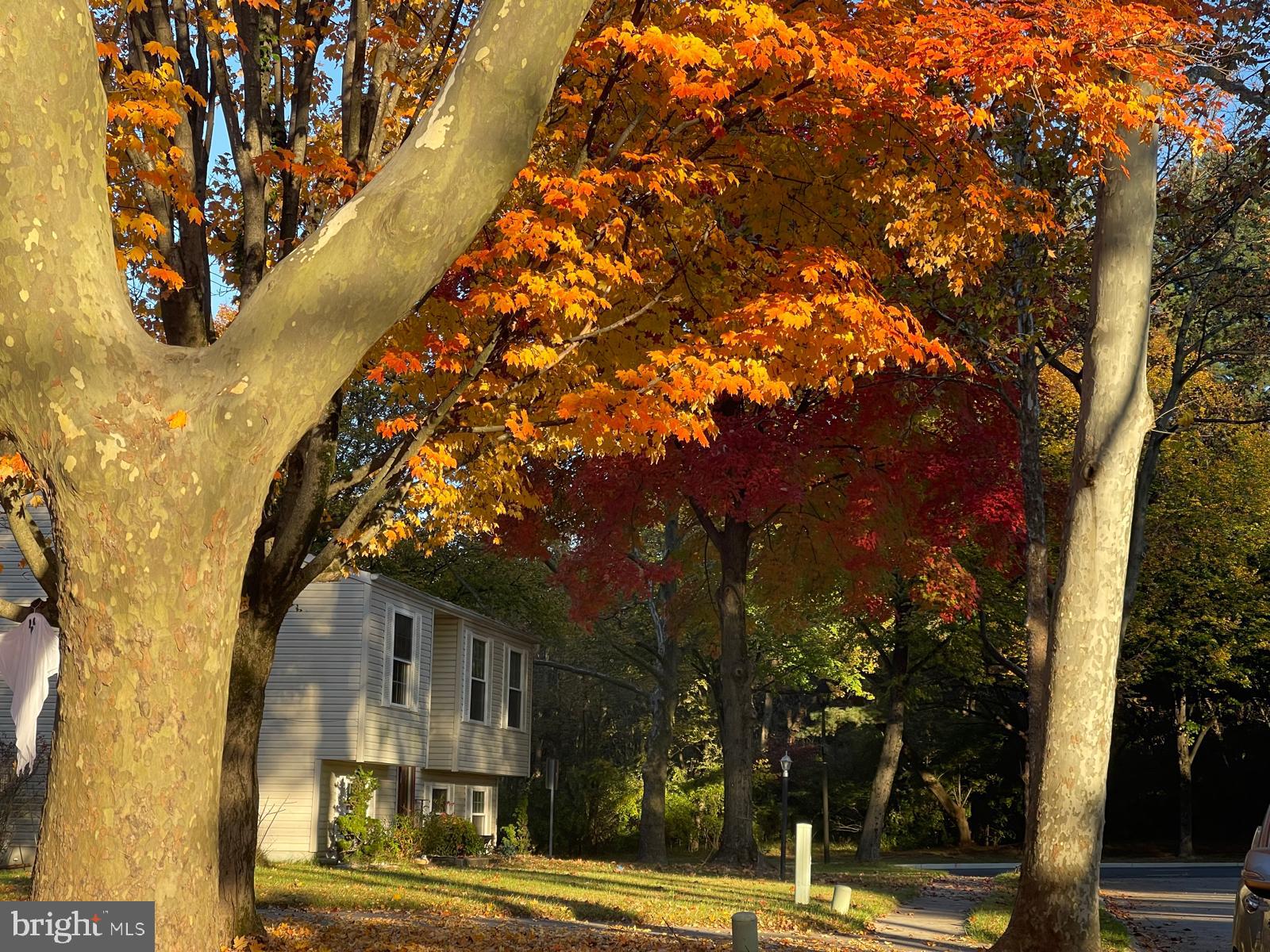 a view of a city street from a tree