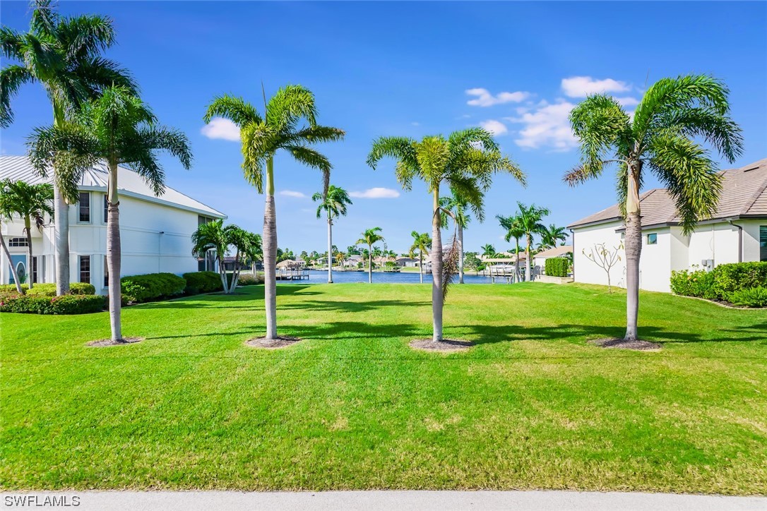 a view of a garden with a palm tree