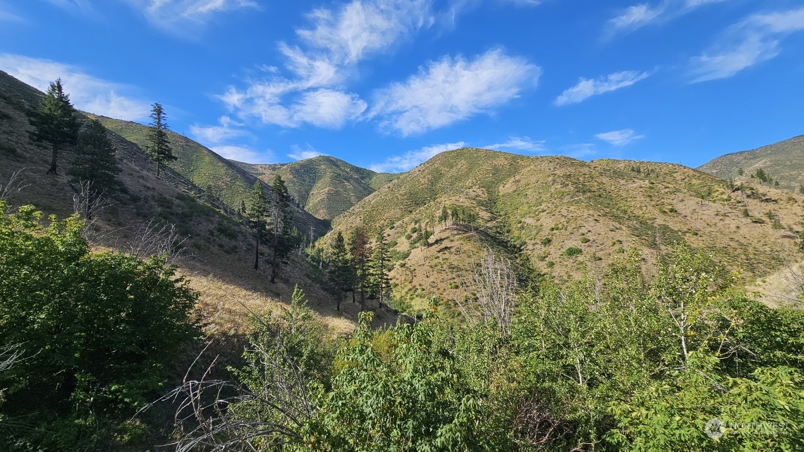 a view of a large tree with a mountain in the background