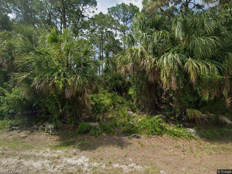 a view of a yard with plants and large trees