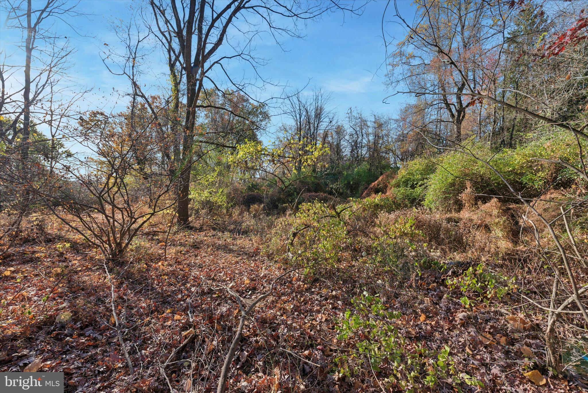 a view of a yard with plants and trees