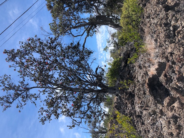 a view of a tree in a yard