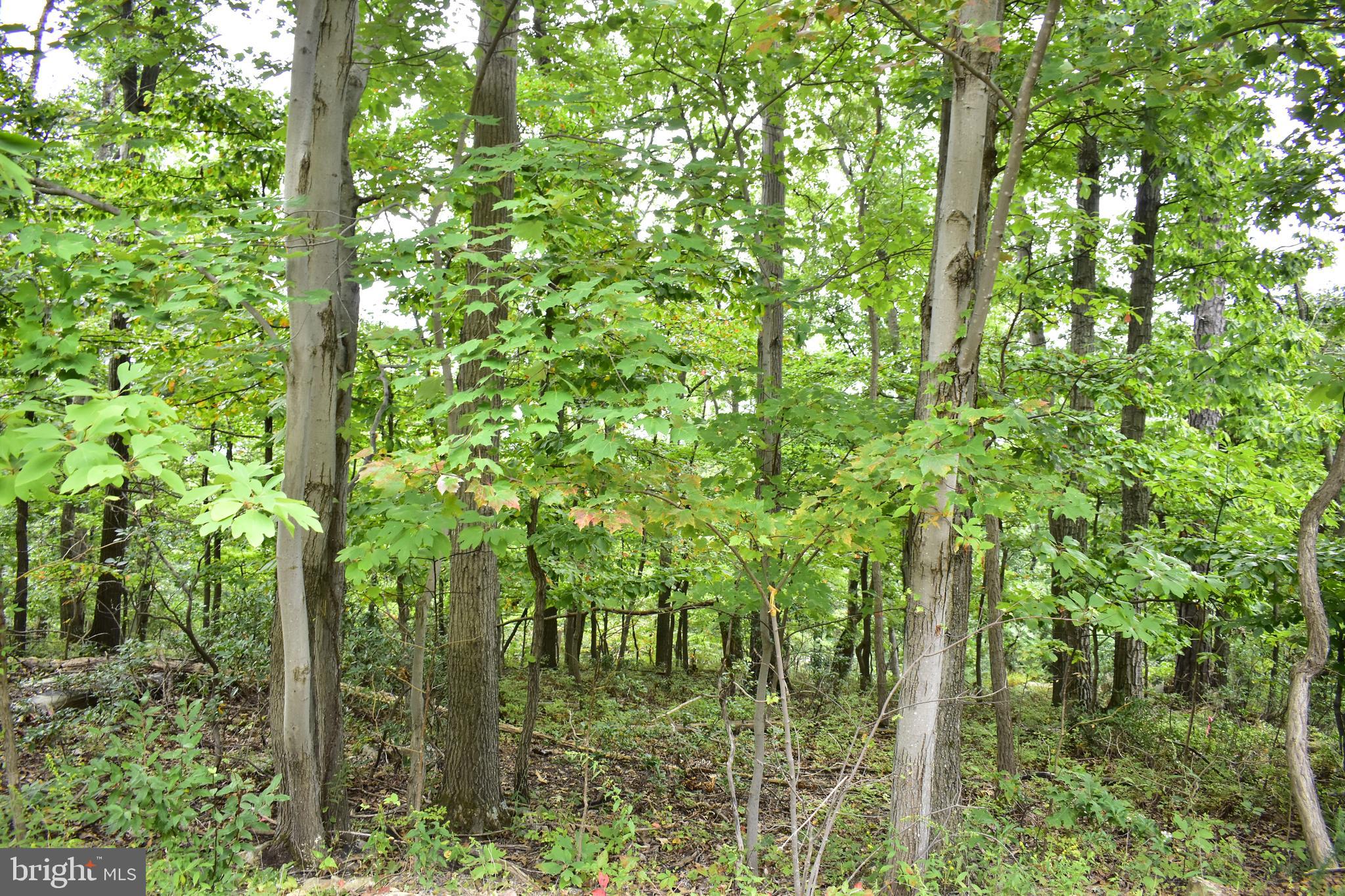 a backyard of a house with lots of trees