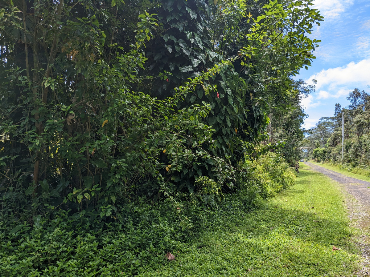 a view of a lush green space