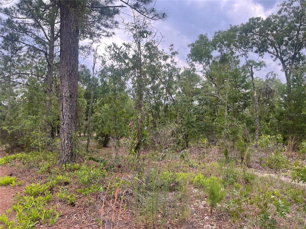 a view of a forest with trees in the background