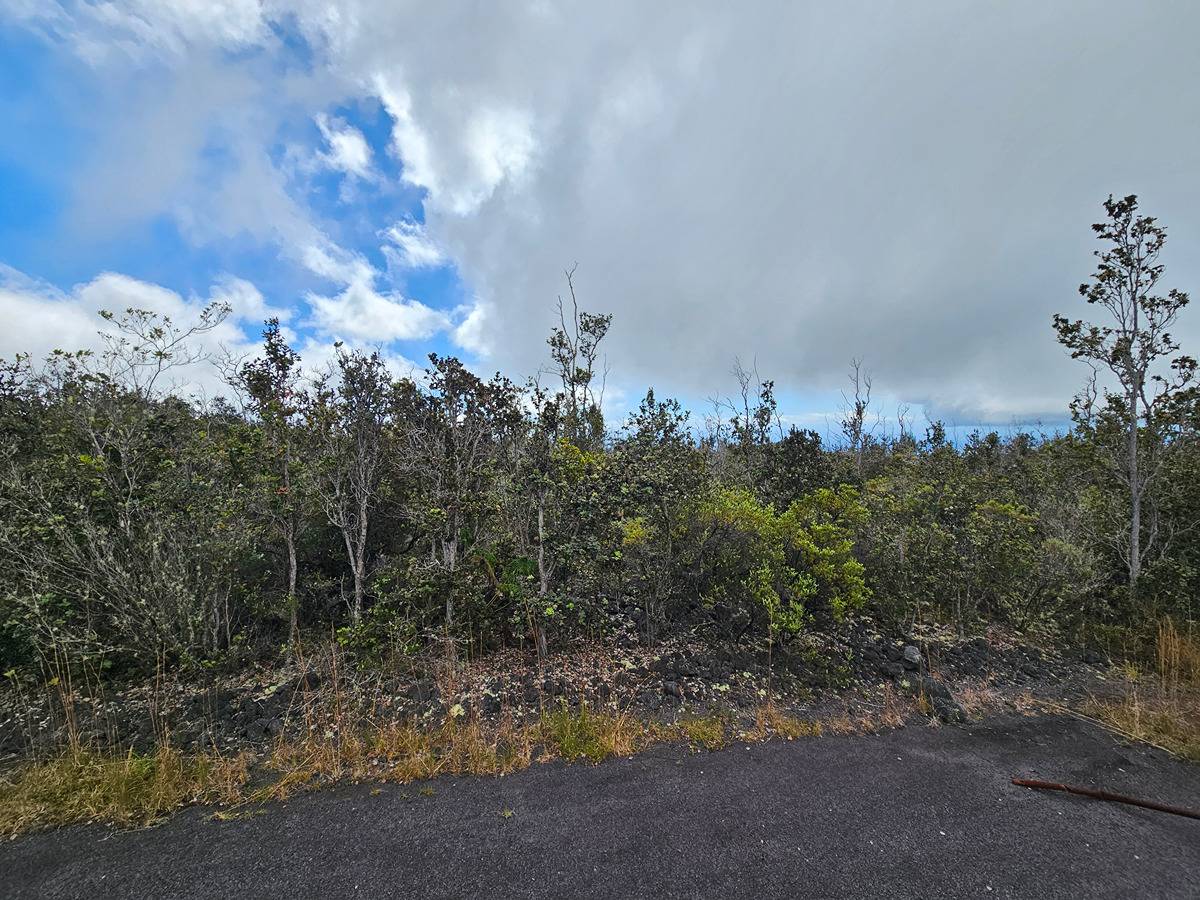 a view of a pathway with a tree in the background