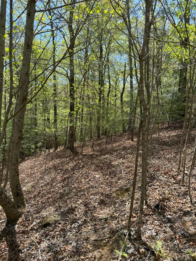 a view of a forest with trees